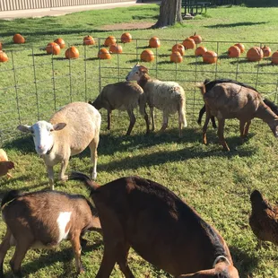 Ask about our Pumpkin Patch and Petting Zoo for your school this fall.