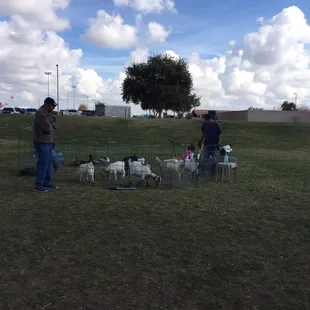 Petting zoo