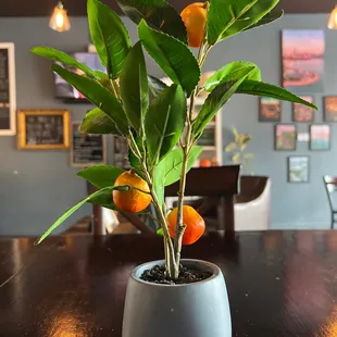  potted orange tree