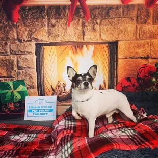 Jax @ The Diamond in the Ruff. Christmas 2021