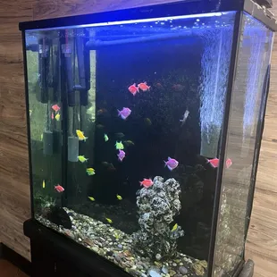 Fish tank