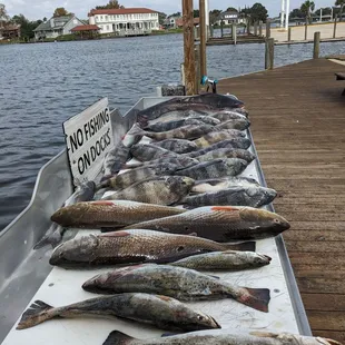 A Fishing Fool