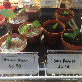 Tiramisu Plant