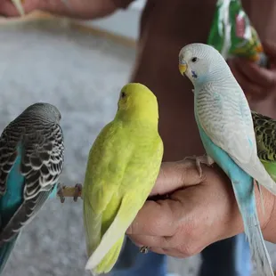 We love feeding the birds!