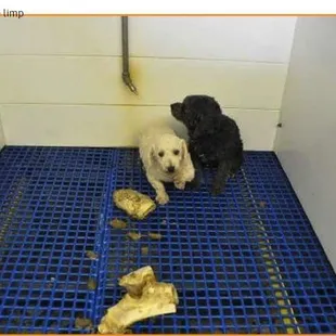 USDA Inspection report image. They don't allow anyone inside their operation where the dogs are kept.