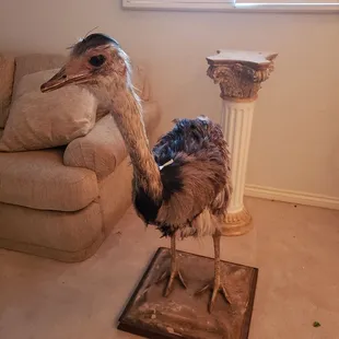 Stuffed ostrich