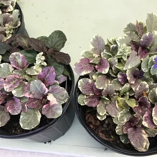 Ajuga Reptans. (Burgundy Glow)