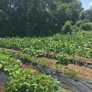 Blooming Acres is the newest program addition to A New Leaf!  Growing produce for local food banks and members of the community.