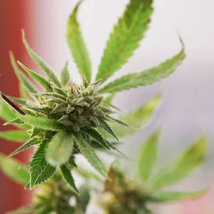 Organic Cannabis Hemp Flower