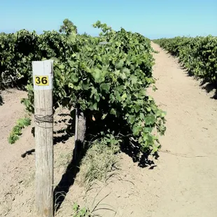 Some of the vineyard near the winery.