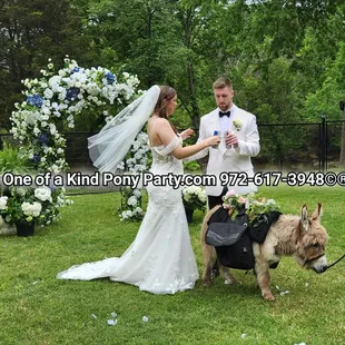 #A1ponyparty #weddingdonkey #beerburro #minidonkey
