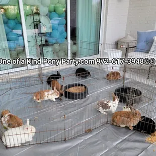 #A1ponyparty #Easterbunny #bunnies #pettingzoo #pettingfarm
