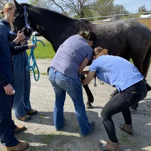 Cotati Animal Hospital Staff working on Bella.