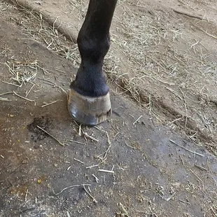 Partial grow out of damage caused by this trainer's neglect