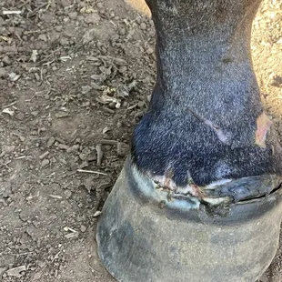 Damage to my filly due to neglect by trainer and Penryn Stables to replace dangerous gate on her paddock.