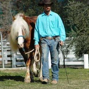 Working with Marcoe, Marcoe is Haflinger Stalion