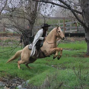 Training Stunt Horses For Movies
