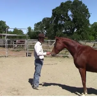 Building Confidence with the Rescue Horse