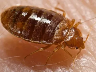 Pest Defense Solutions