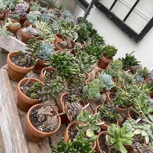 a variety of succulents