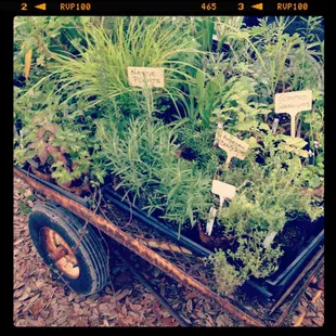 My Mothers Garden - Organic Potted Herbs