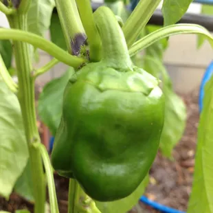 Growing Green Bell Peppers at A Simpler Place