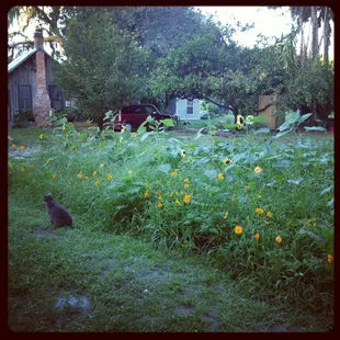 My Mother's Garden - Organic Farm