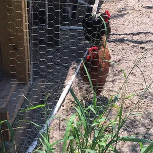 chickens in a chicken coop