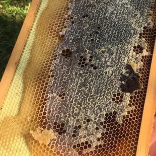 A honeycomb from the beekeeping area. We all had a taste from this.