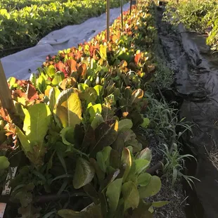 Our spring mix growing strong