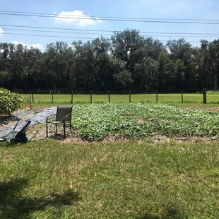 Sweet potato plants.