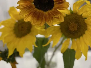 Strawberry Passion Farm