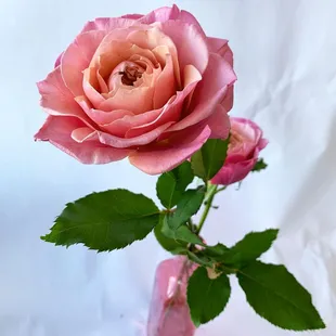 A Wildflower Florist & Gifts