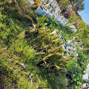 Front area either plants.