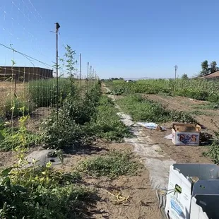 I think this side is vegetables