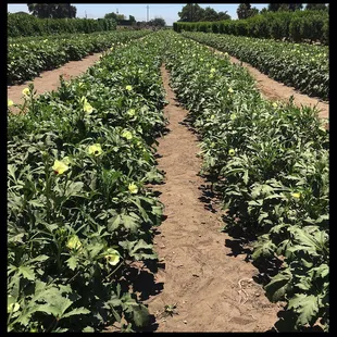Rows of okra