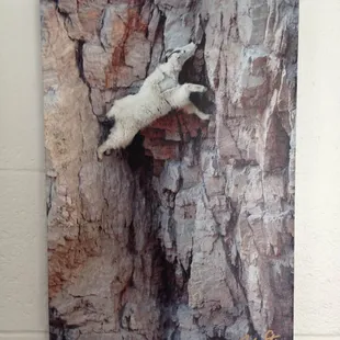 Joel Sartore provided us with these canvas prints for our customer waiting area!  A great friend of ours.