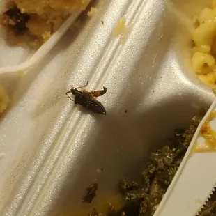 A bug was found in my collards.