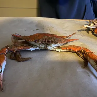 Yes look at this steamed crab  let&apos;s get crackin