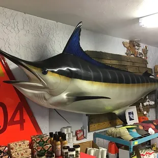 a large blue marlin fish on display