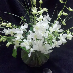 white dendrobium orchids