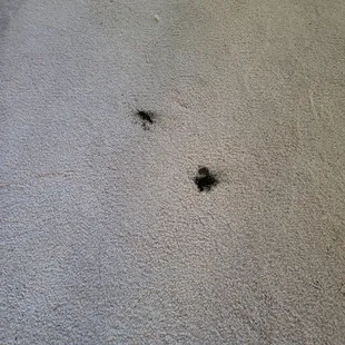 Carpet damage