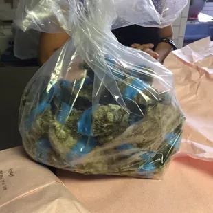 Fresh shucked oysters