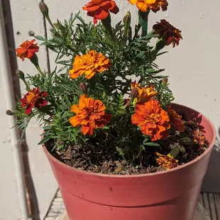 Marigold plant