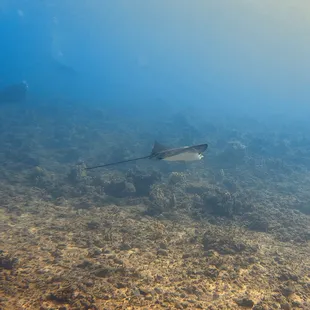 Eagle ray near Turtle Canyon!