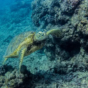 Hawaiian Green Sea Turtle along a shallow Hawaiian reef