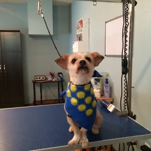 Molly modeling her Canine Good Citizen Scarf after successfully passing the CGC test with Ann Becnel.