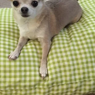 Isabella my Chihuahua