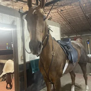 My sweet Guy, getting ready for a fun ride!