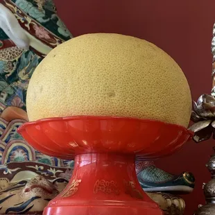 The pomelo purchased this morning for alter use.